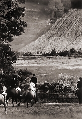 Fox hunt - 1st published image � Dave Hickey